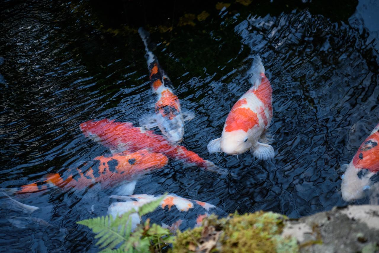 Hotel Yunohira Kamiyanagiya Yufu Zewnętrze zdjęcie
